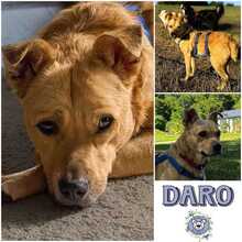 DARO, Hund, Mischlingshund in Neustadt