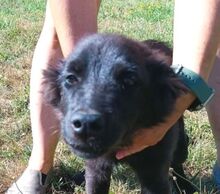 LUCY2, Hund, Mischlingshund in Slowakische Republik