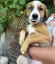 YUNA, Hund, Mischlingshund in Rumänien