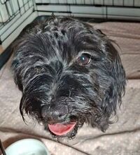 BRUNO3, Hund, Yorki-Dackel-Mischling in Slowakische Republik