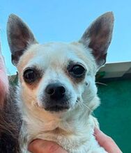 AKILA, Hund, Chihuahua-Mix in Rumänien