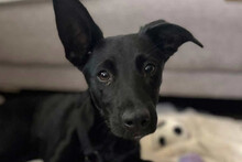 LINO, Hund, Kroat. Schäferhund-Mischling in Wentorf