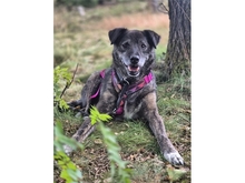 PIERI, Hund, Mischlingshund in Haiger