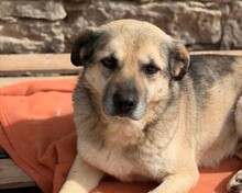 JAMIE, Hund, Mischlingshund in Aerzen