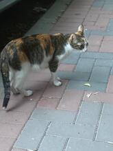 SHIRLEYTEMPLE, Katze, Hauskatze in Willich