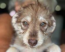 JANA, Hund, Bichon-Mix in Rumänien