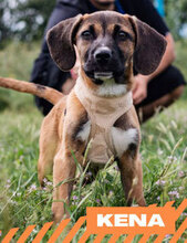 KENA, Hund, Mischlingshund in Bulgarien