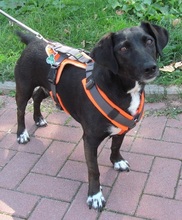 NIEKE, Hund, Mischlingshund in Garbsen