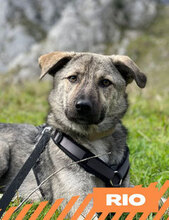 RIO, Hund, Mischlingshund in Bamberg