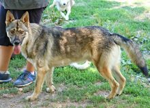 HECTOR, Hund, Tschechoslowakischer Wolfshund in Rumänien
