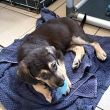 ERIS, Hund, Mischlingshund in Rumänien