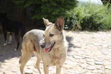 LUCIA, Hund, Mischlingshund in Zahna-Elster