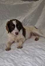 ELZA, Hund, Englischer Jagdspaniel in Russische Föderation