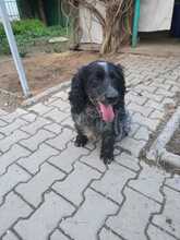 CHARLI, Hund, Russischer Spaniel in Russische Föderation