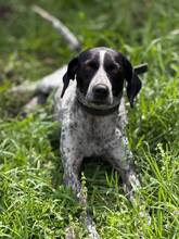 TINA, Hund, Deutsch Drahthaar in Russische Föderation