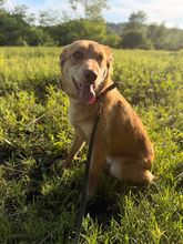LAPA, Hund, Golden Retriever in Russische Föderation