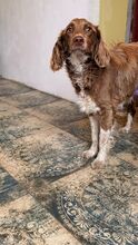 MOKKA, Hund, Mischlingshund in Russische Föderation