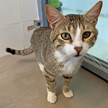 LANNY, Katze, Europäisch Kurzhaar in Spanien