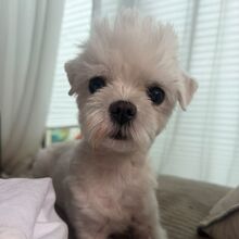 PELUCHE, Hund, Malteser in Hamburg