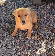 SIRA, Hund, Mischlingshund in Rumänien