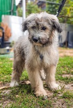 KAYA BF10, Hund, Mischlingshund in Essen