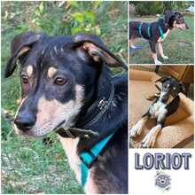 LORIOT, Hund, Mischlingshund in Weidenberg