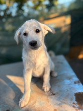 BENNI, Hund, Mischlingshund in Rumänien