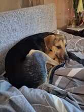 BUFFY, Hund, Mischlingshund in Limburg