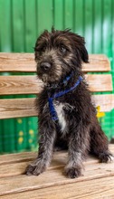 OTTO BF12, Hund, Mischlingshund in Essen