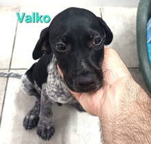 VALKO, Hund, Pointer-Mix in Spanien