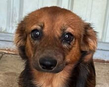 PINKY, Hund, Mischlingshund in Heinsberg