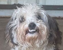 SMILEY, Hund, Bichon à poil frisé-Mix in Rumänien