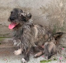 NAYELI, Hund, Mischlingshund in Rumänien