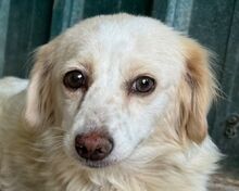 MILLY, Hund, Mischlingshund in Rösrath