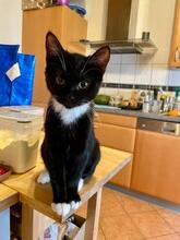 MONAKITTEN4, Katze, Europäisch Kurzhaar in Nierstein