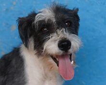 OREO, Hund, Bichon à poil frisé-Mix in Rösrath
