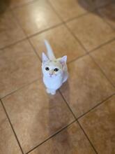 MONAKITTEN1, Katze, Europäisch Kurzhaar in Nierstein