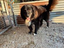 PHIL, Hund, Mischlingshund in Griechenland