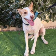 ALESANDRA, Hund, Podenco in Spanien