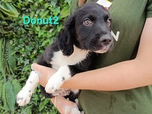 DONUT2, Hund, Pointer-Mischling in Spanien