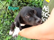 RIGER, Hund, Pointer-Mischling in Spanien