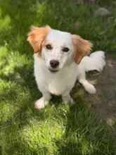 BUTTERFLY, Hund, Mischlingshund in Wanna