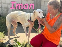 IMAN, Hund, Greyhound in Rumänien