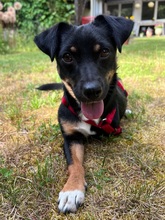 LIKA, Hund, Mischlingshund in Stein