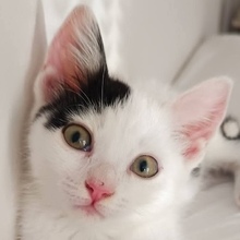 FELI, Katze, Hauskatze in Griechenland