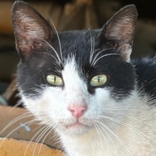 HERRFLECKI, Katze, Hauskatze in Griechenland