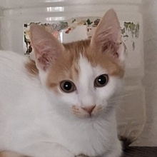 FREDO, Katze, Hauskatze in Griechenland