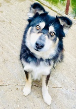 RODERICK, Hund, Finnischer Lapphund in Rumänien