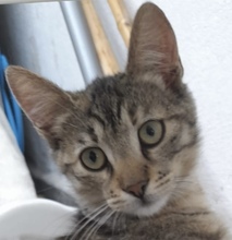 LEA, Katze, Europäisch Kurzhaar in Leipzig