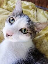FLECKI, Katze, Europäisch Kurzhaar in Leipzig